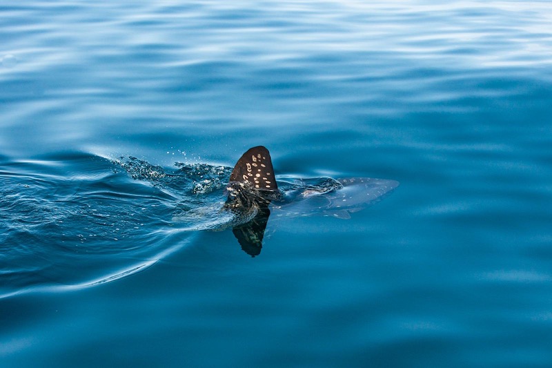 A sunfish swims nearby A sunfish swims nearby